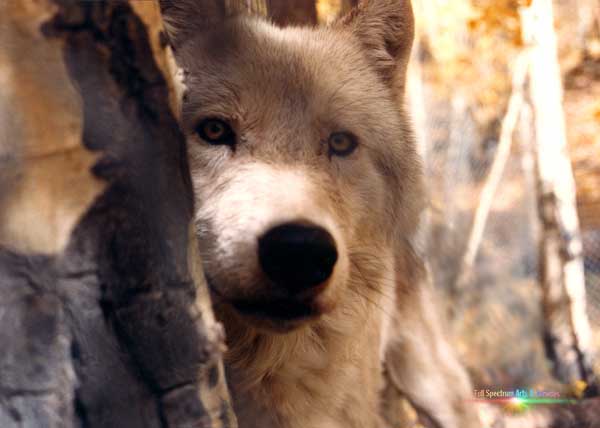 White Wolf